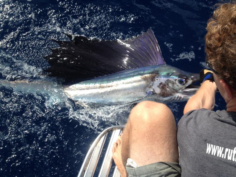 Ruhtless Roatan Charters Sailfish Catch and Release